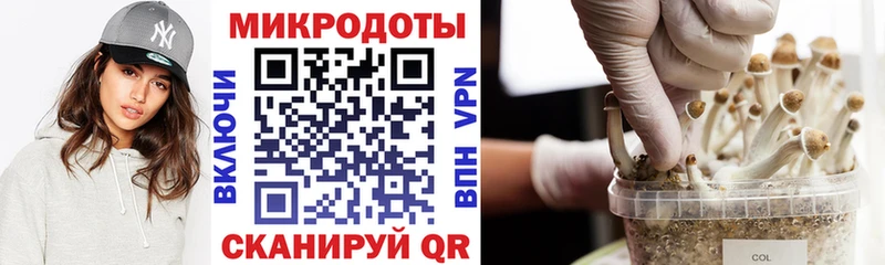 закладки  Грайворон  Галлюциногенные грибы GOLDEN TEACHER 